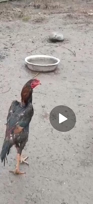 Башка жаныбарлар: Сатам | Короздор | Тебиштирүүчү | Көбөйтүү үчүн — 1