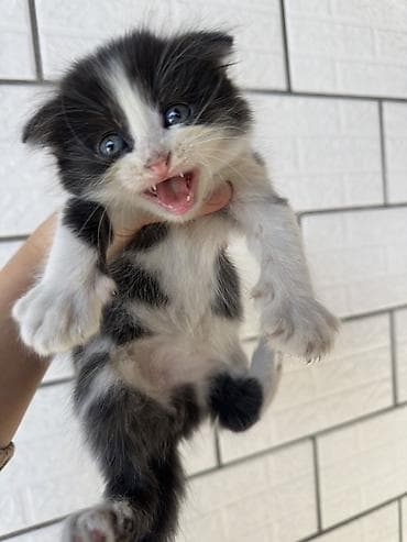 d cat: Котята, ищут уютный дом. 1,5 месяцев, едят самостоятельно(сухой — 2