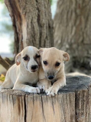 Отдадим в хорошие руки. Два мальчика и девочка. Прививки поставлены,от at lalafo.kg Отдадим в хорошие руки. Два мальчика и девочка. Прививки поставлены,от