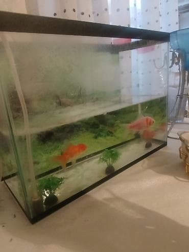 Аквариумный комплект для дома/офиса. - Прямоугольный стеклянный