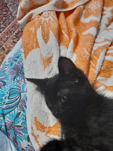 кошки крысоловы: Котята в добрые руки Очаровательные черные малыши с блестящей — 6