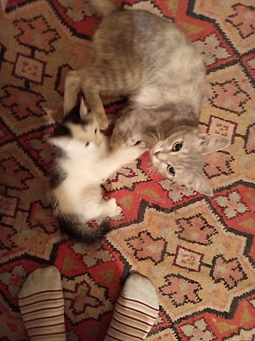 свинкс кошка: Кошки — ласковые домашние питомцы - Окрас: одна взрослая кошка — 2