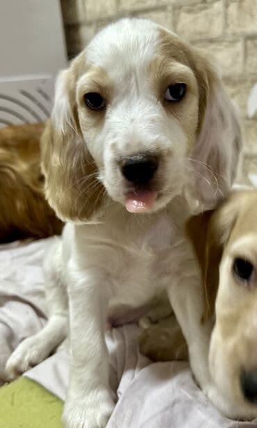 продажа собак чихуахуа: Кокер-спаниель, 2 месяца, Самец — 6