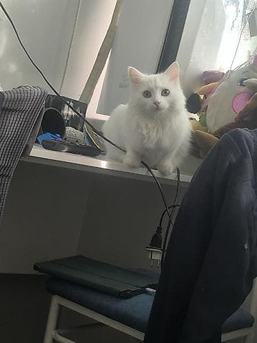 Услуги ветеринара: Белоснежная пушистая кошка с длинной шелковистой шерстью и густым — 9