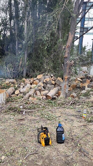 жангак алам: Тал, Бак, Жаңгак акацса Дуб Орехи терек карагач Отун кылып даярдап — 5