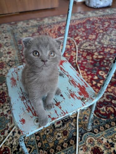 сколько стоит французский бульдог: Скотиш Фолд (Шотландская вислоухая), 1 месяц, Мальчик, Серый, Приучена к лотку — 5