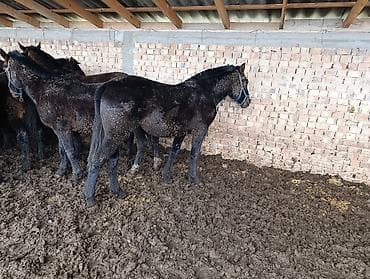 лысые собаки: Продаю | Жеребенок | Для разведения | Племенные — 3