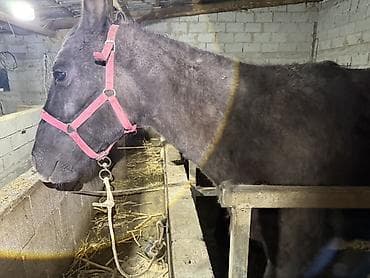 коне корсе: Продаю | Кобыла (самка) | Рабочий — 5