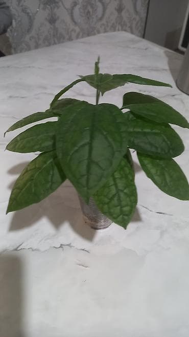 малочай миля: Клеродендрум Томсона-250сом
ж/м Бакай-Ата улица Кокчо 35 — 1