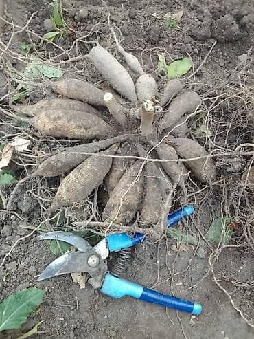 полка цветы: Георгина декоративная, двухцветная (розово-белая) - Тип: георгина — 2