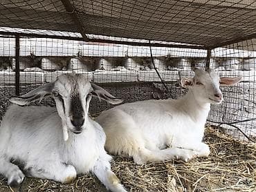 Продам с/х животных: Продаю | Коза (самка) | Зааненская | Для разведения — 1
