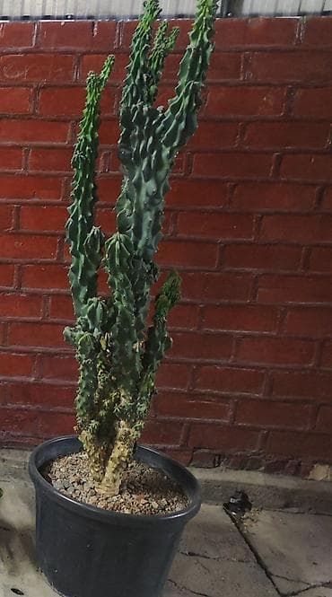 Эуфорбия (молочай) гребенчатой формы в горшке. - Высокий