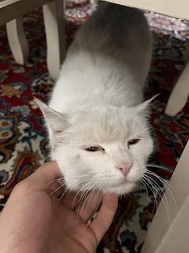 scottish fold: Кошка даром: Беспородная, 4 года, Девочка — 3