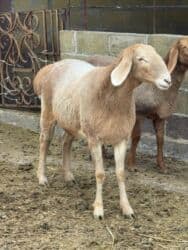продажа козлов: Продаю | Овца (самка) | Арашан | Для разведения | Матка — 2
