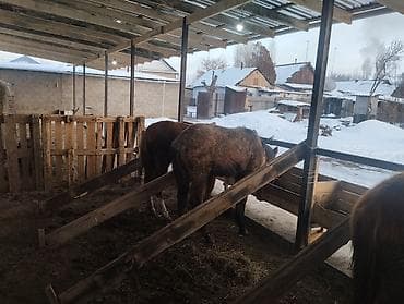 Иттер: Сатам | Байтал | Көбөйтүү үчүн | Асыл тукумдуу — 7