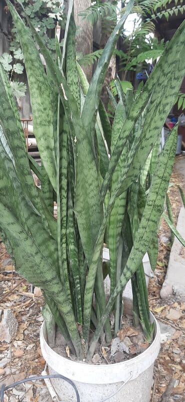 Сансевиерия (сансевьера, «тещин язык») в горшке. Живая изгородь -