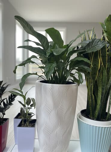 формы силиконовые: Продаю Женское счастье Гигант здоровый В декоративной напольной — 1