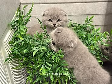 донской сфинкс: Шотландские вислоухие котята! Продажа! Очаровательные мальчики и — 4