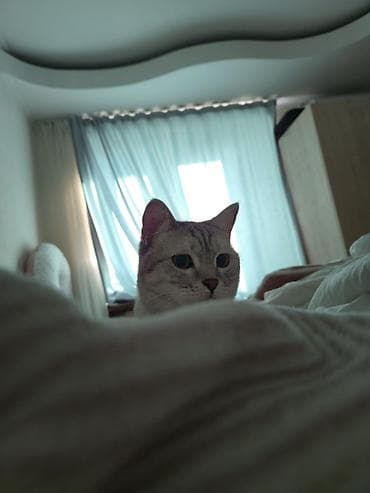 шотландский прямоухий кот цена: Скотиш Страйт (Шотландская прямоухая), 1 год, Девочка, Серебристая шиншилла, Приучена к лотку — 2