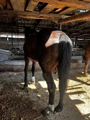 лошади тай: Продаю | Жеребец | Рабочий — 4