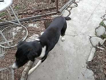 мерседес 210 2 4: Продаю контроллер 96-120 v 8- 15 kw с программным обеспечением,ЭБУ — 9