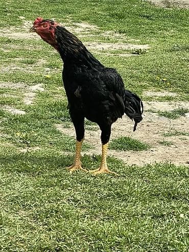 индоутка цыплята: Продаю | Петух | Бойцовая | Для разведения — 1