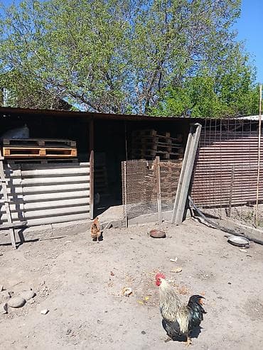 леса бу: Поддон Для деревообработки, Б/у, В наличии — 2