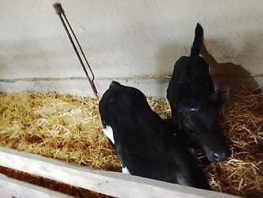 скамья скота: Продаю | Музоо, торпок — 2