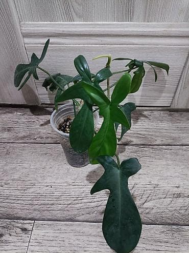 купить пальму комнатную: Пальма хамедорея. Высота растения примерно 25 см. Активно растущие — 6