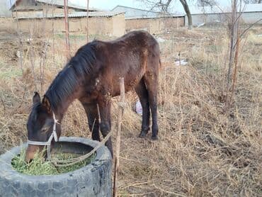 телки годовалые: Продаю | Жеребенок | Полукровка | Рабочий, Конный спорт | Племенные, Мерин — 3