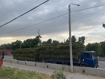 кел кел: Сено в тюках (люцерна и луговые травы). беде тюки 1кос. в любом — 3