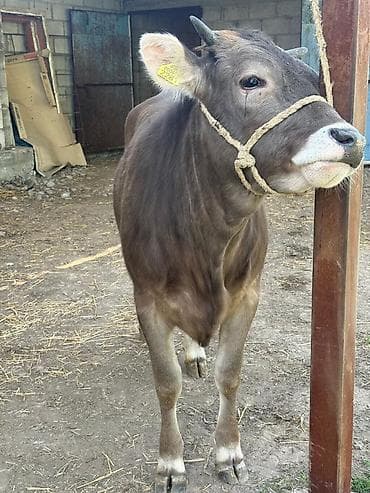 кой сойу: Продаю | Тёлка | Швицкая | На откорм | Племенные — 2