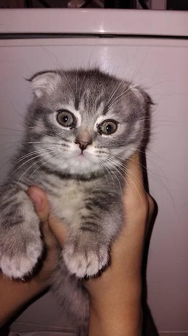 Скотиш Фолд (Шотландская вислоухая), 1 месяц, Девочка, Серый, Приучена к лотку