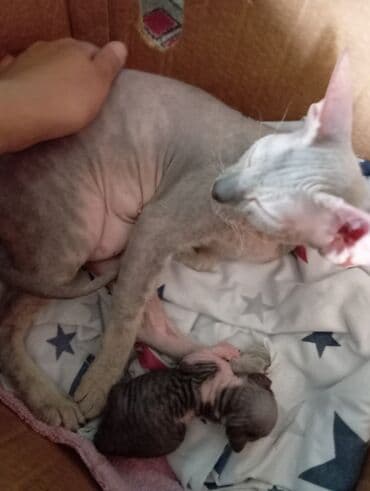 домик для кот: Донской сфинкс, 1 год, Девочка, Приучена к лотку — 3