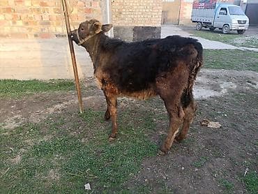 собаки талас: Продаю | Тёлка, Музоо, торпок | Абердин-ангус — 4