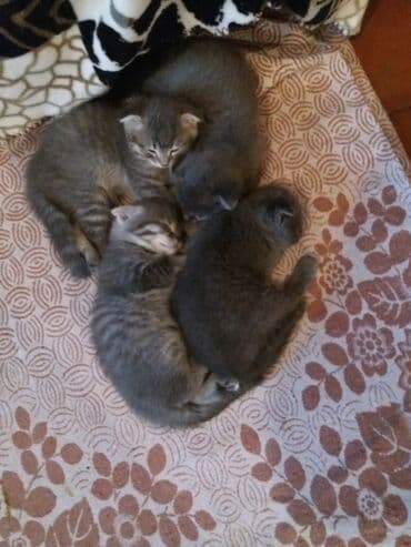 новорожденные котята: Серые котята из одного помёта. - Количество: 4 котёнка - Окрас — 2