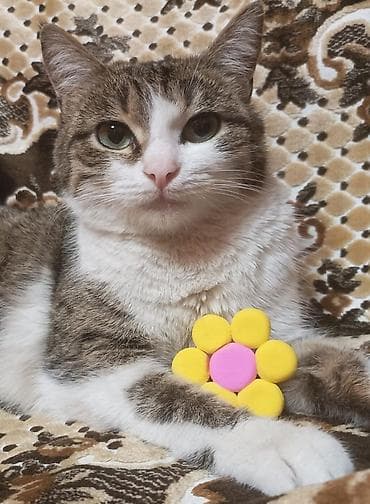 Вязка кошек: Девочка, Приучена к лотку, Проглистована — 2