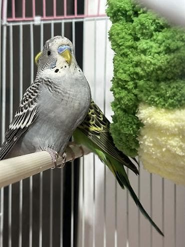 Животные: Волнистые попугаи (пара) с клеткой и аксессуарами. Состав набора: - — 1