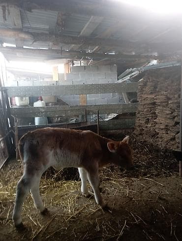 Собаки: Продаю | Музоо, торпок | На откорм | Искусственник — 3