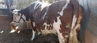 аквариумы с рыбками: Продаю | Корова (самка) | Симментальская | На откорм | Привязанные — 2