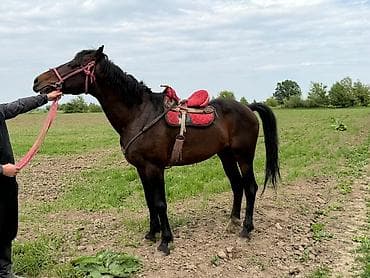 купить мопса бишкек: Продаю | Жеребец | Рабочий — 2