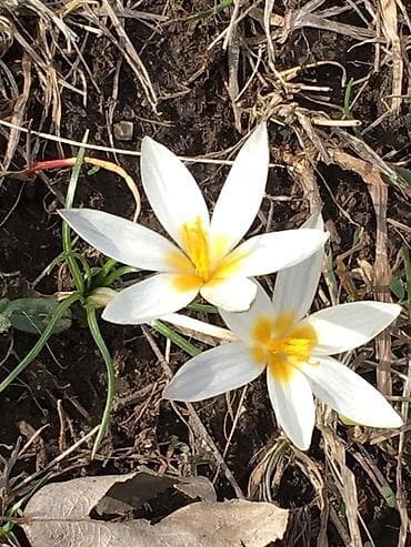 Луковицы цветка