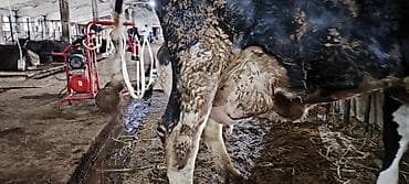 животные коровы: Продаю | Корова (самка) | Для разведения, Для молока — 9