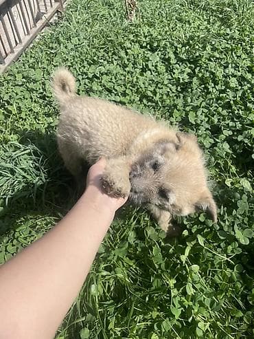 продажа щенков: Собака даром: 3 месяца, Самец — 3