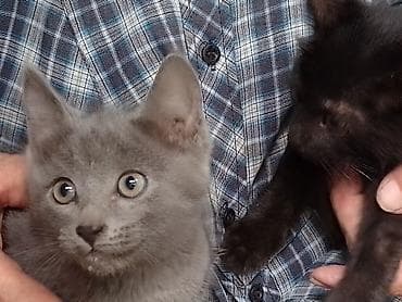 кошка кот: Котята в добрые руки!!! — 1