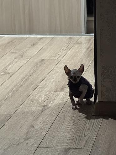 Вязка кошек: Сфинкс эльф! Мама банбино папа эльфкотика покупали в Казахстанетак — 7