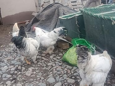 Услуги ветеринара: Продаю | Петух | Брама | Для разведения — 7