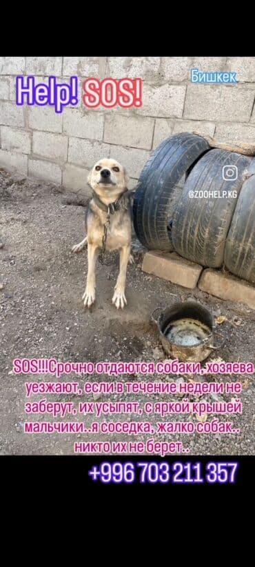 Вязка собак: Собака даром: Алабай, 6 месяцев, Самец — 5