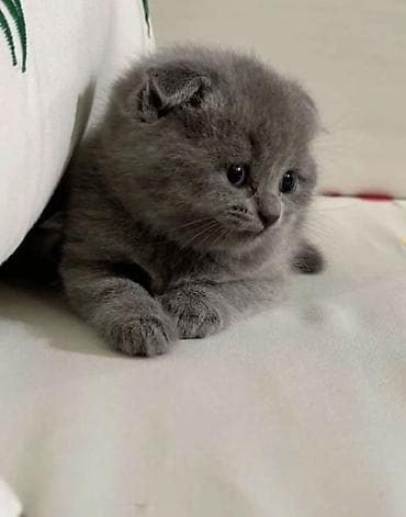 купить кот гол: Шотландский вислоухий котёнок (Scottish Fold), окрас сплошной серый — 1