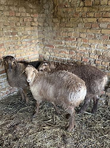 мышык кара балта: Сатам | Кочкор (эркек) — 7